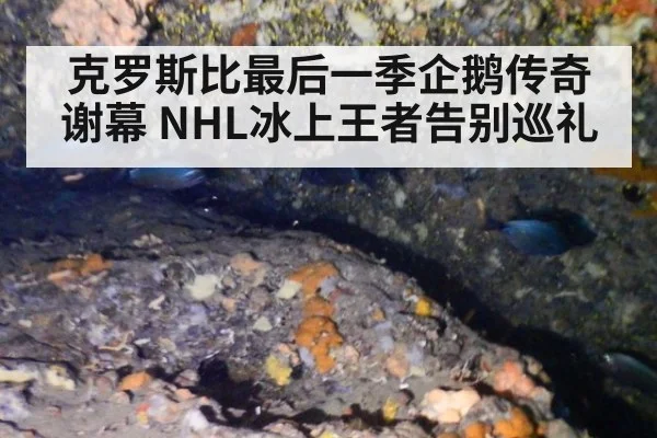 克罗斯比最后一季企鹅传奇谢幕 NHL冰上王者告别巡礼